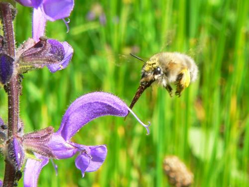 Anthophora plumipes